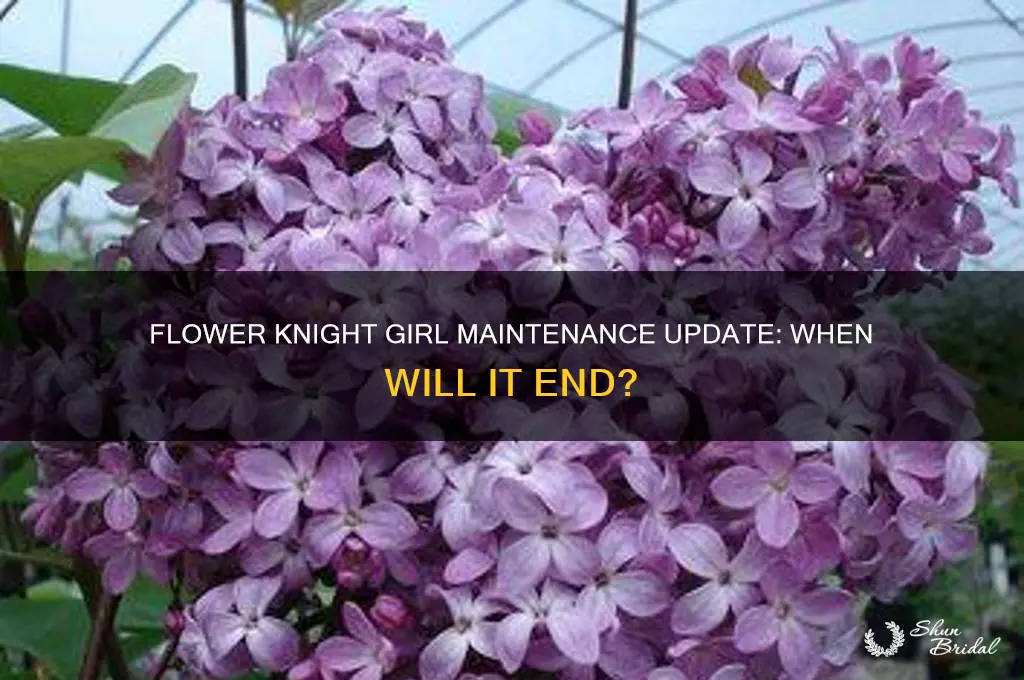 when will flower knight girl be done with maintenance