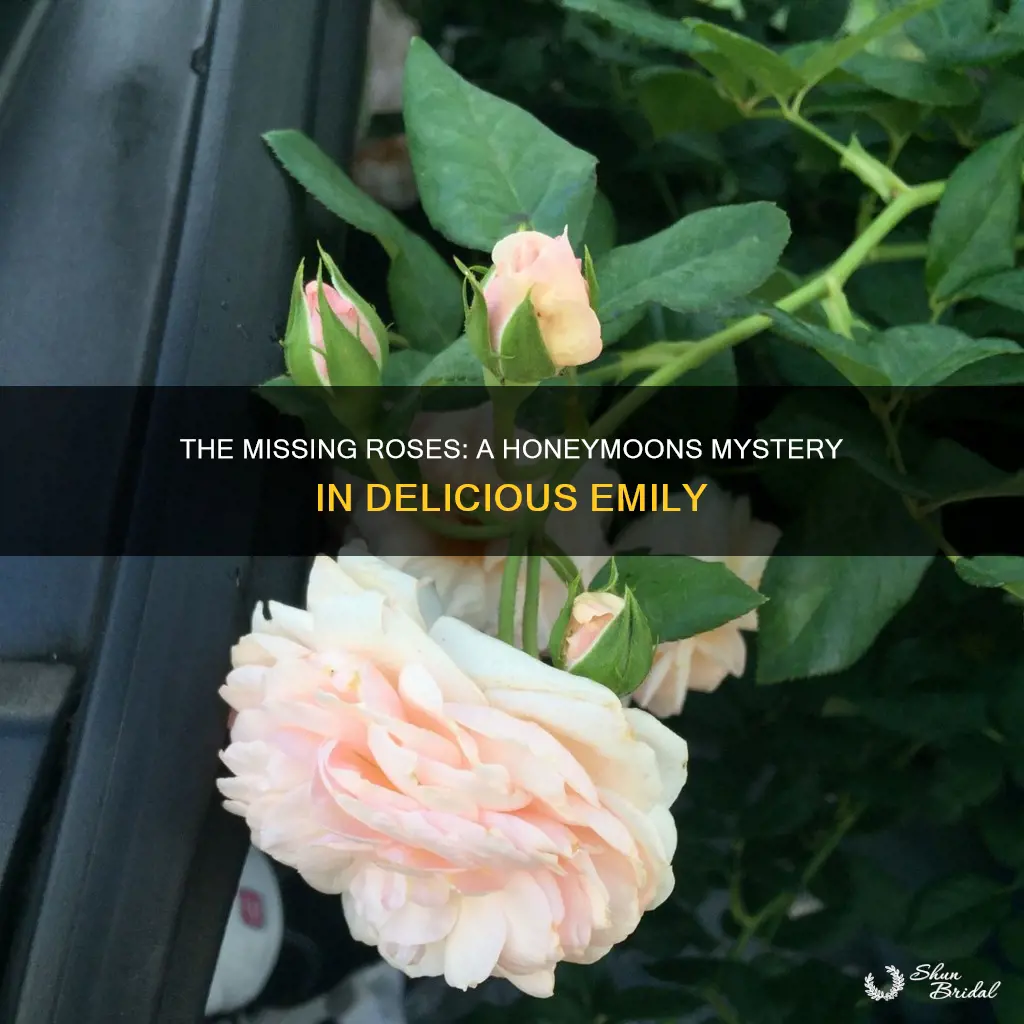 where are all the roses in delicious emily