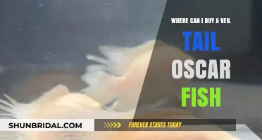 Where to Buy Veil Tail Oscar Fish: Top Retailers and Tips