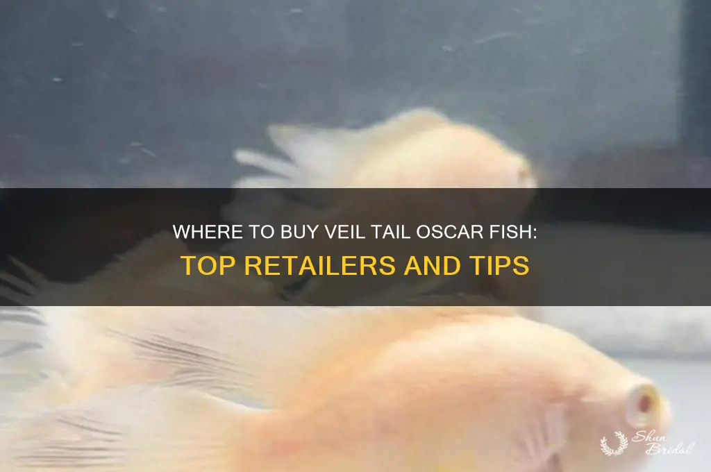 where can i buy a veil tail oscar fish