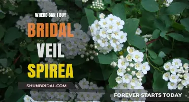 Where to Buy Bridal Veil Spirea: Top Nurseries and Online Sources