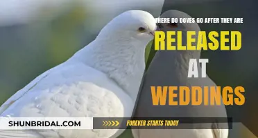 Where Do Wedding Doves Fly? Unveiling Their Post-Release Journey