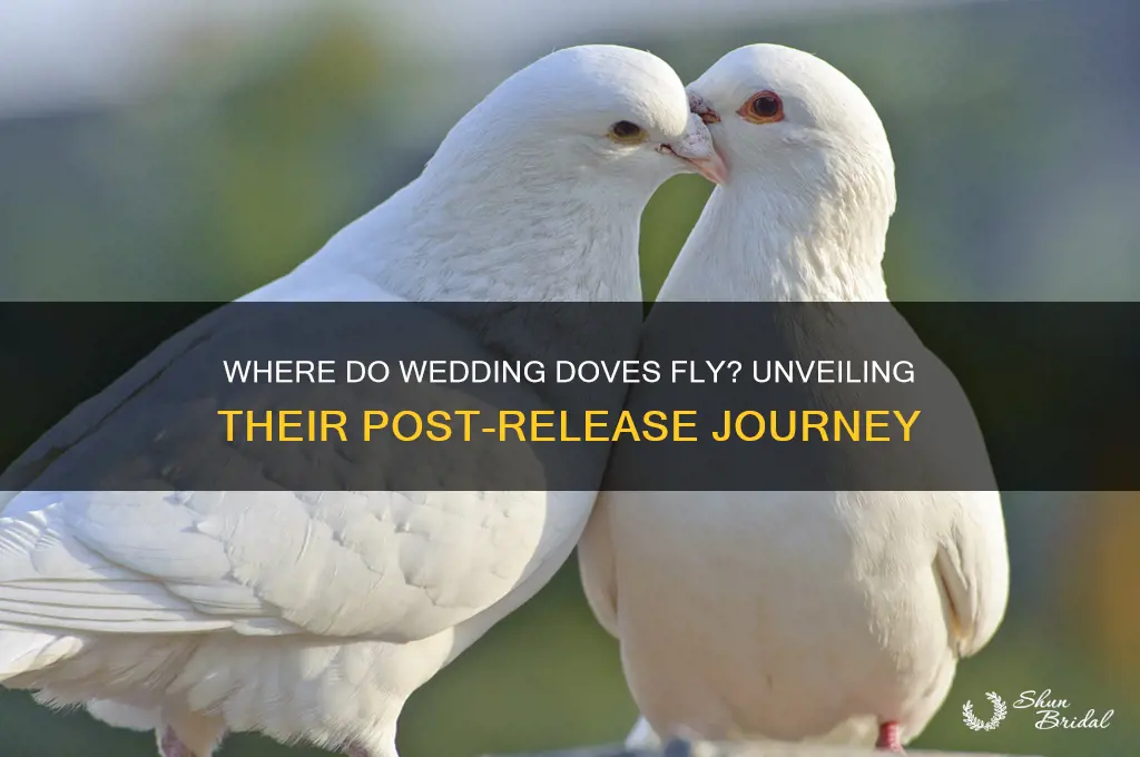 where do doves go after they are released at weddings