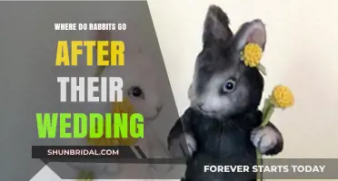 Hopping into Forever: Unveiling Rabbits' Post-Wedding Adventures and Secrets