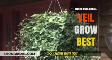 Optimal Conditions for Bridal Veil Plants to Thrive and Flourish