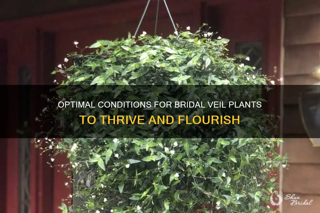 where does bridal veil grow best