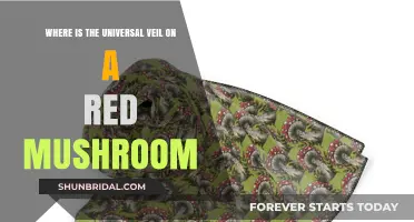 Unveiling the Mystery: Locating the Universal Veil on Red Mushrooms