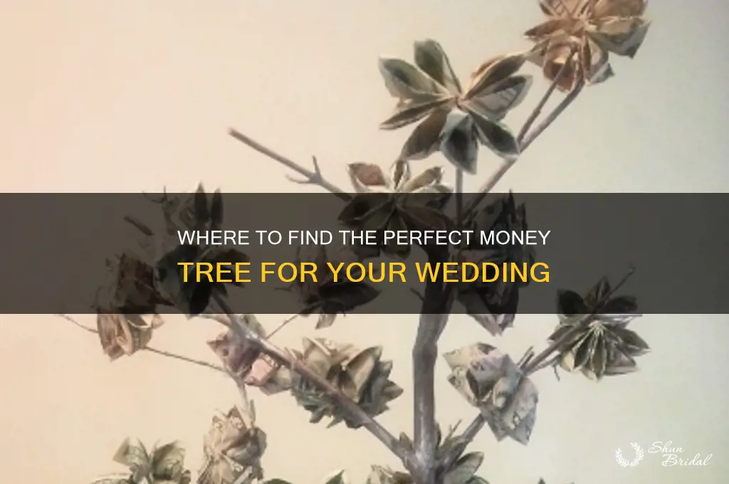 where to buy a money tree for wedding