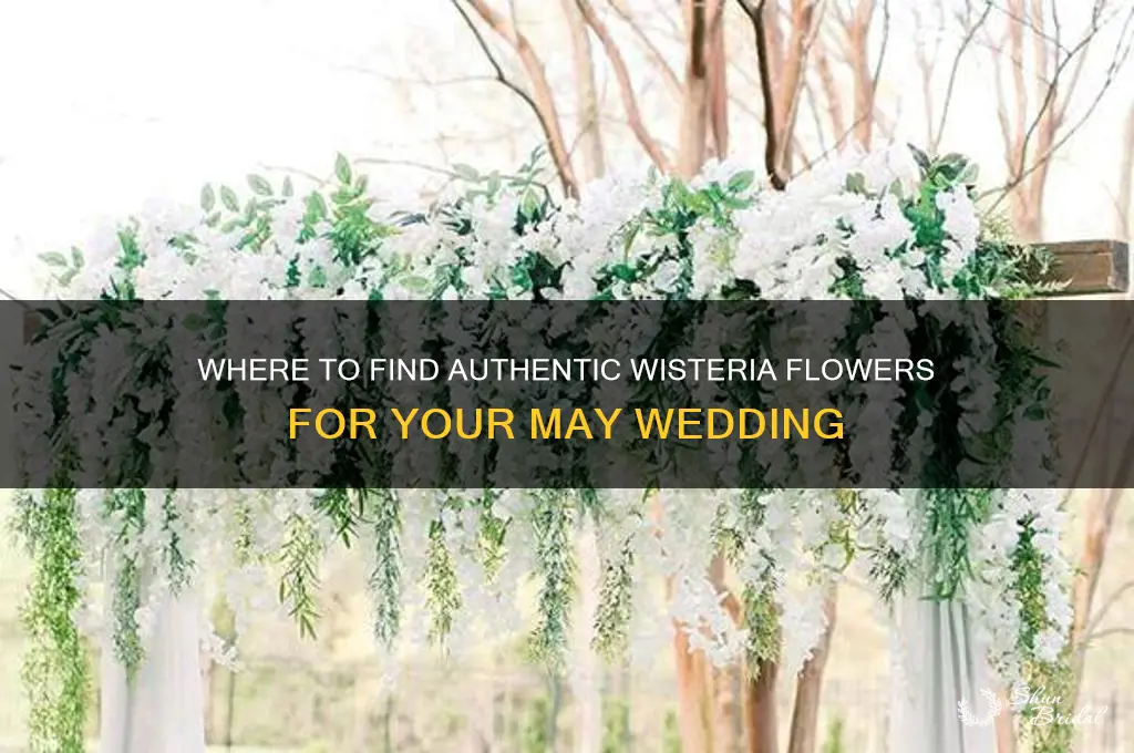 where to buy authentic wisteria fowers fo wedding in may