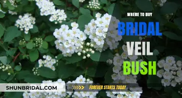 Where to Buy Bridal Veil Bush: Top Nurseries and Online Stores