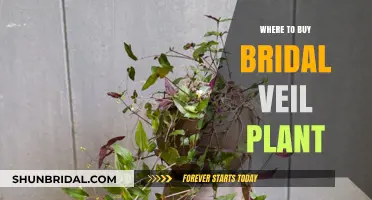 Where to Buy Bridal Veil Plant: Top Nurseries and Online Stores