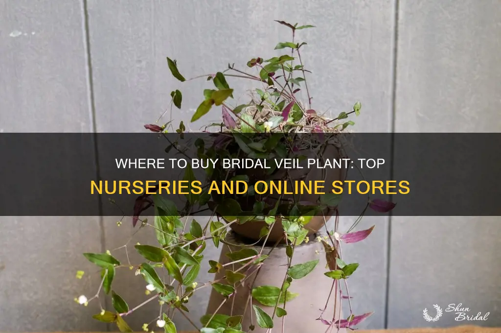 where to buy bridal veil plant
