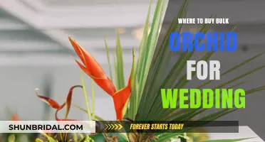 Best Places to Buy Bulk Orchids for Your Wedding Decor