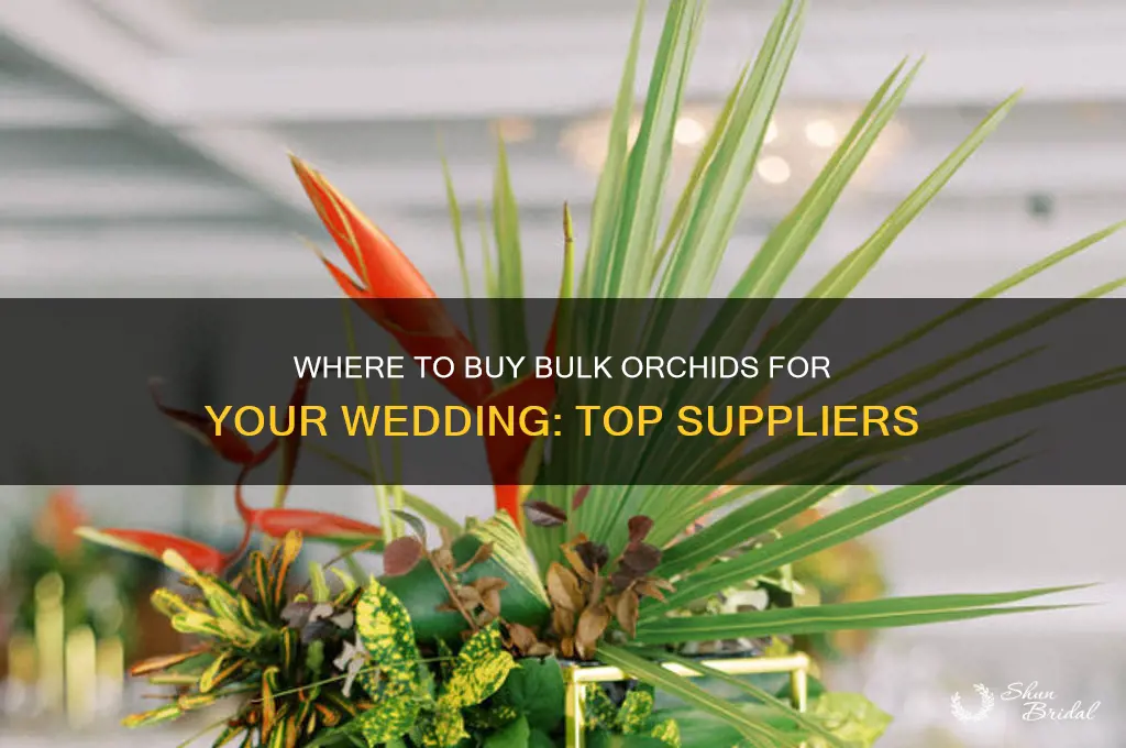 where to buy bulk orchid gor wedding