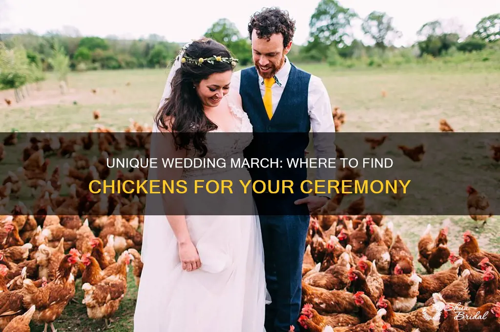 where to buy chickens used to play wedding march