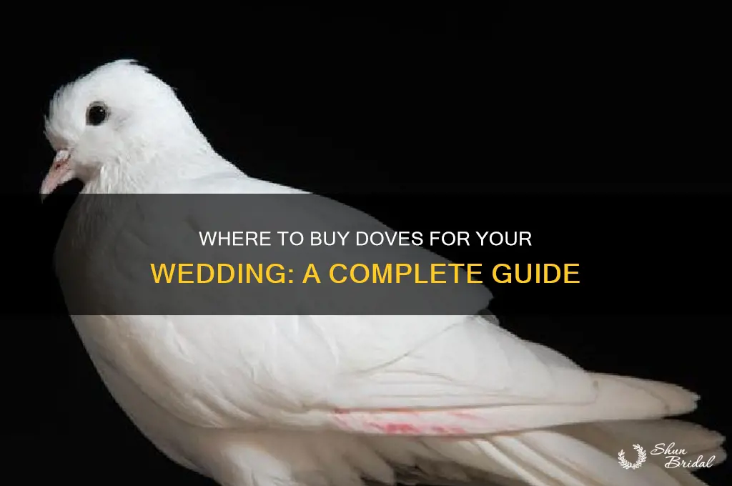 where to buy doves for wedding