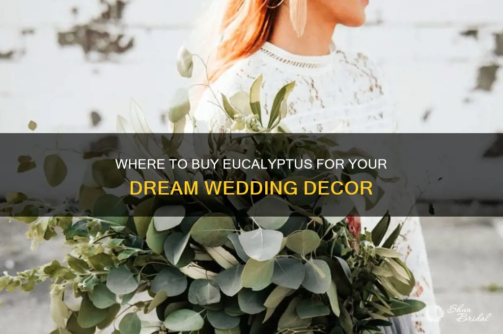 where to buy eucalyptus for wedding