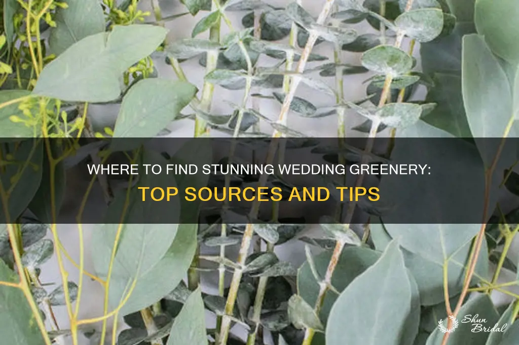 where to buy greenery for a wedding