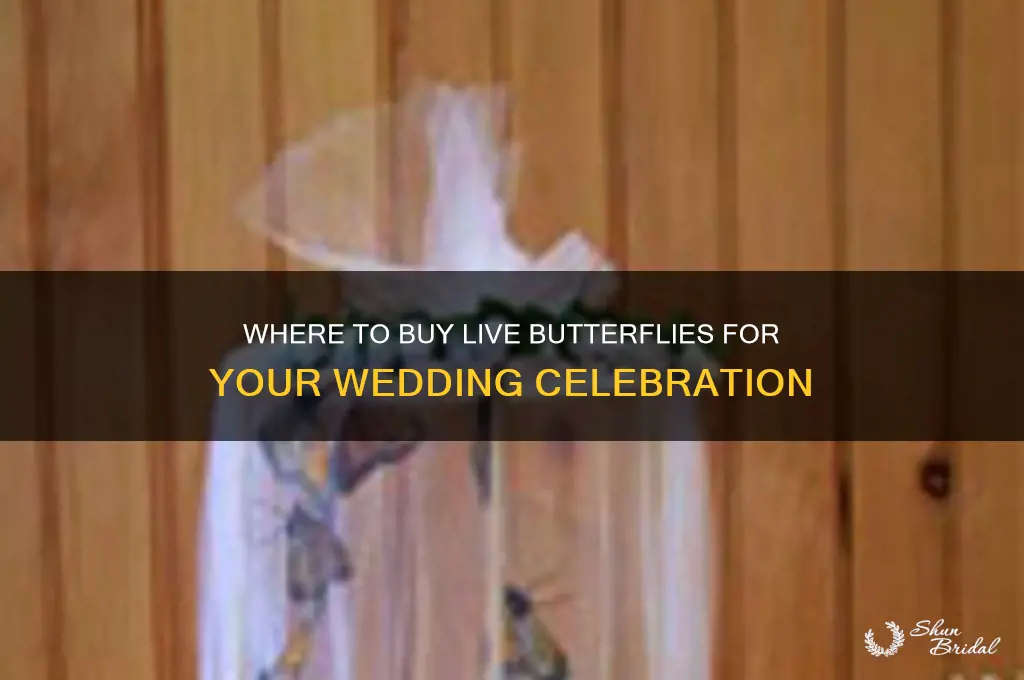 where to buy live butterflies for weddings