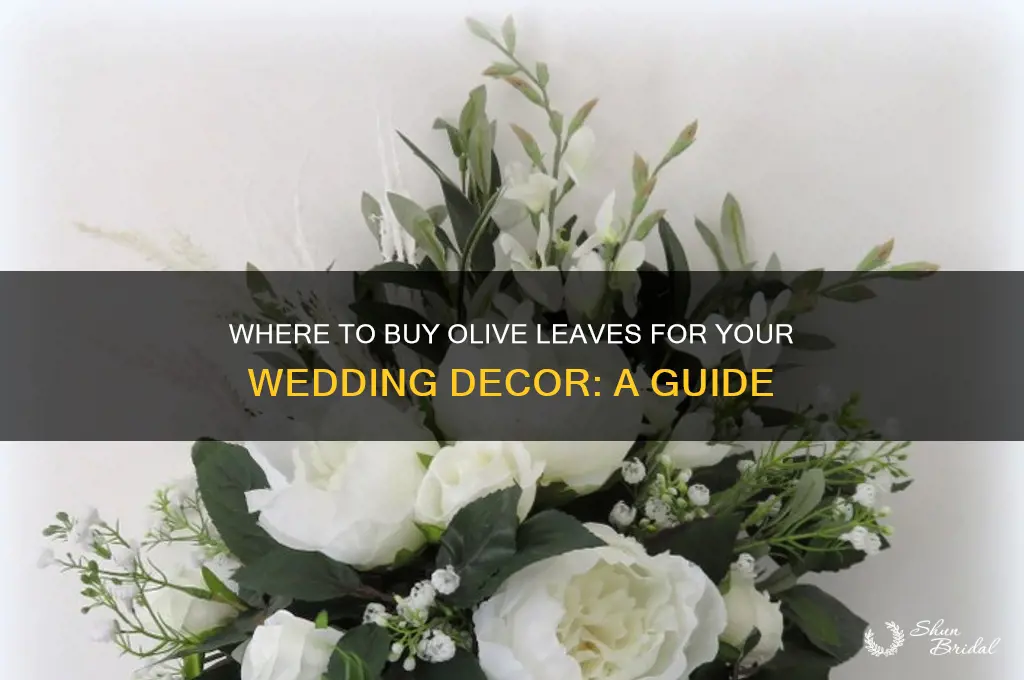where to buy olive leaves for wedding