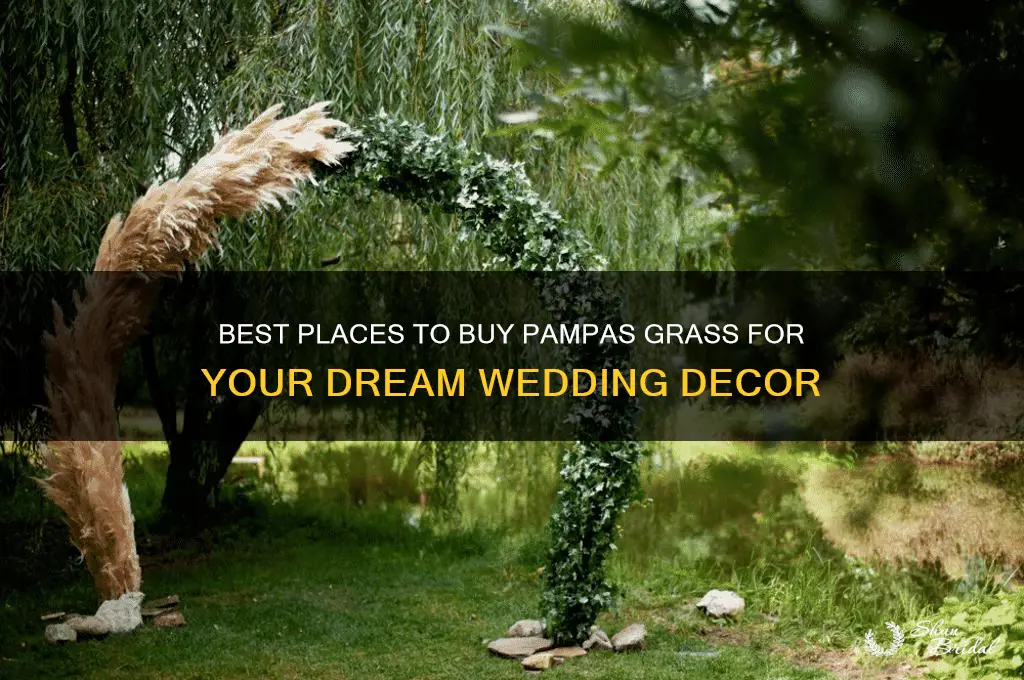 where to buy pampas grass for wedding
