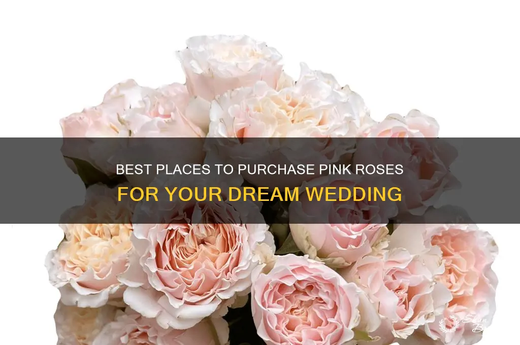 where to buy pink roses for wedding