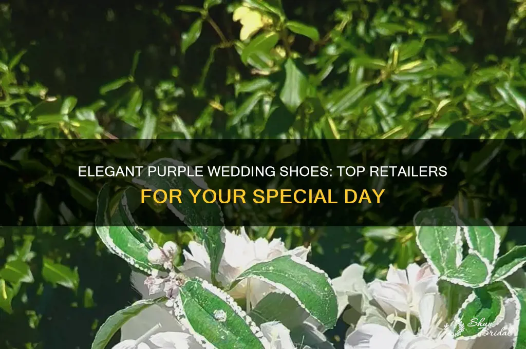 where to buy purple shoes for wedding