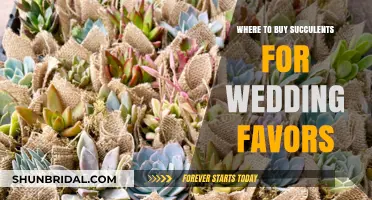 Unique Succulent Wedding Favors: Top Places to Purchase Online & Locally