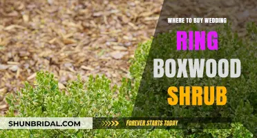 Best Places to Buy Wedding Ring Boxwood Shrubs