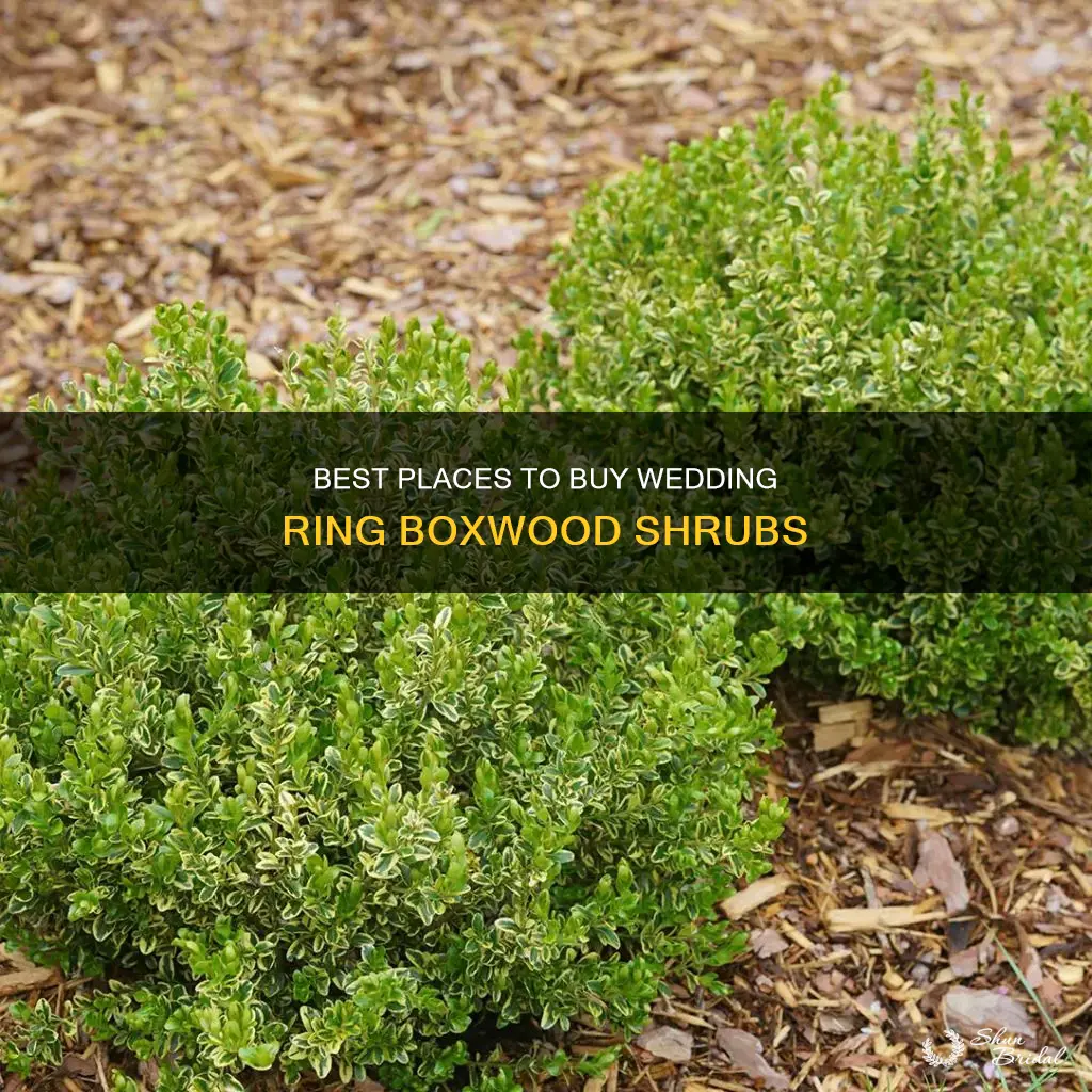 where to buy wedding ring boxwood shrub