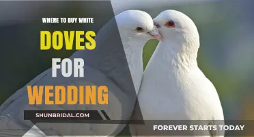 Where to Buy White Doves for Your Wedding: A Complete Guide