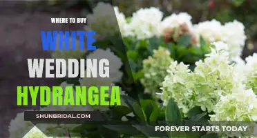 Best Places to Buy Stunning White Wedding Hydrangeas for Your Big Day