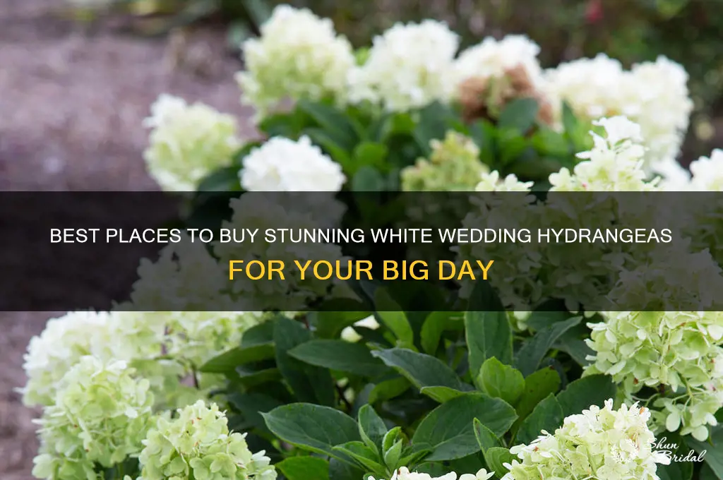 where to buy white wedding hydrangea