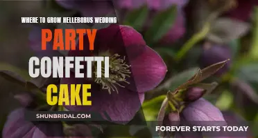 Growing Confetti Cake: Helleborus Wedding Party Gardening Guide