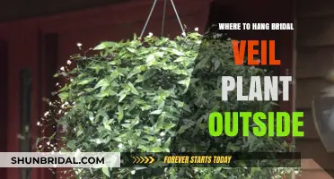 Perfect Outdoor Spots for Hanging Your Bridal Veil Plant