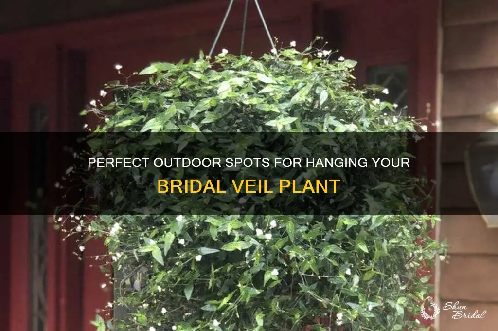 where to hang bridal veil plant outside