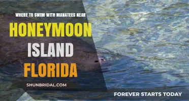 Discover Manatee Swimming Spots Near Honeymoon Island, Florida