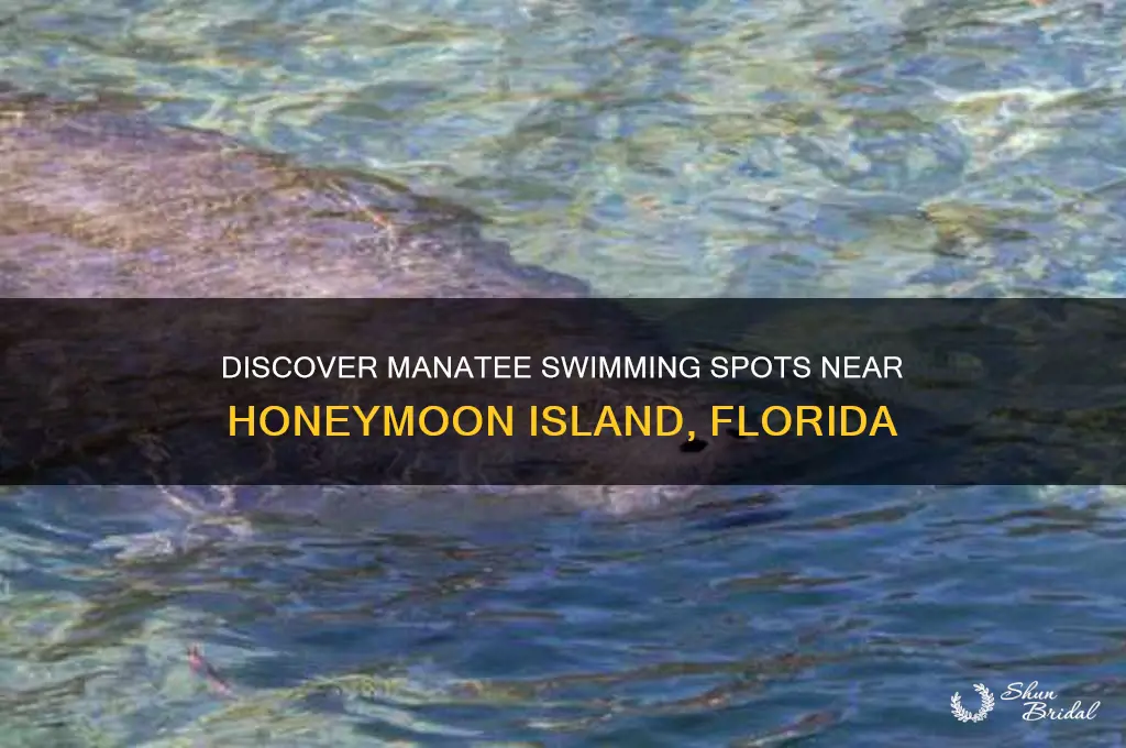 where to swim with manatees near honeymoon island florida