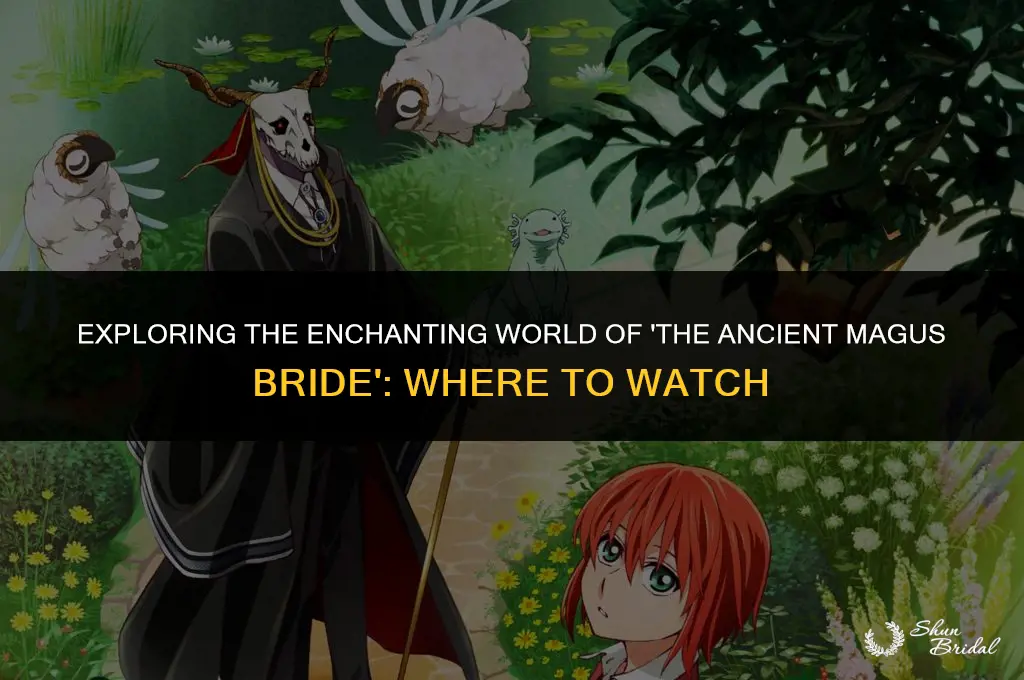 where to watch the ancient magus bride