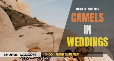 Camel Culture: Weddings and Traditions