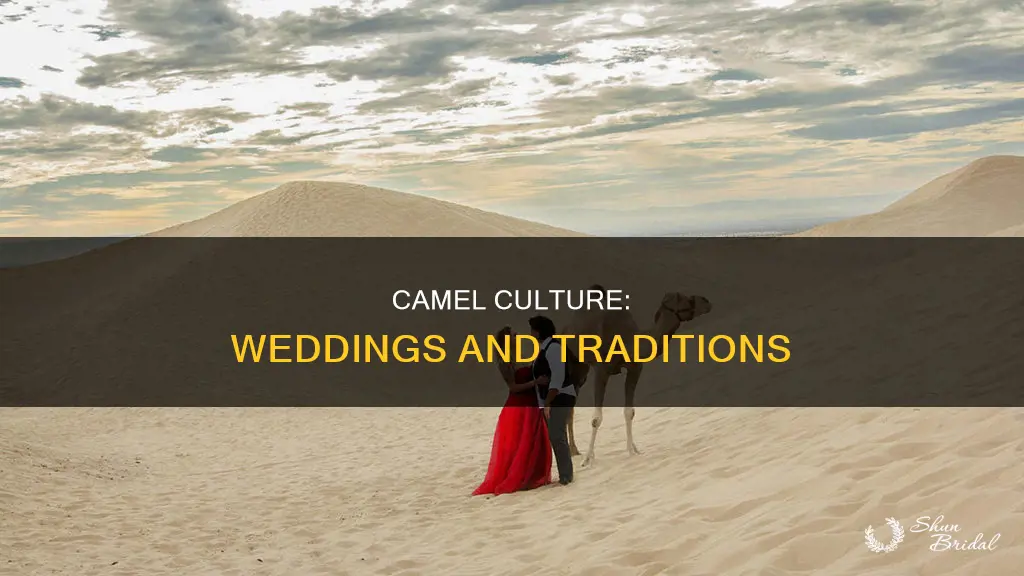 which culture uses camels in weddings