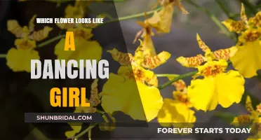 Graceful Blooms: Discover the Flower Resembling a Dancing Girl