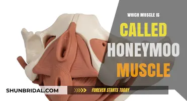The Honeymoon Muscle: Unveiling the Fascinating Truth About the PC Muscle
