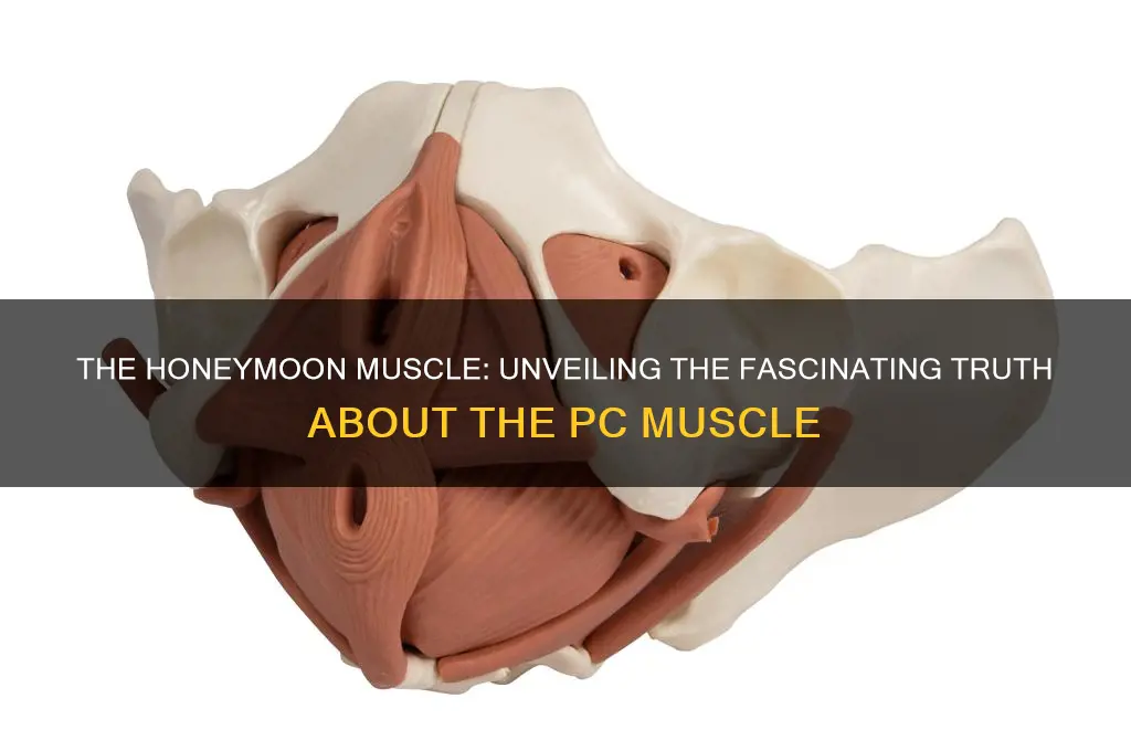 which muscle is called honeymoon muscle
