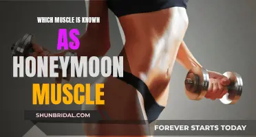 The 'Honeymoon Muscle': Unveiling the Mystery Behind its Name