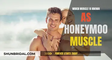 The Honeymoon Muscle: What is This Peculiar Muscle?