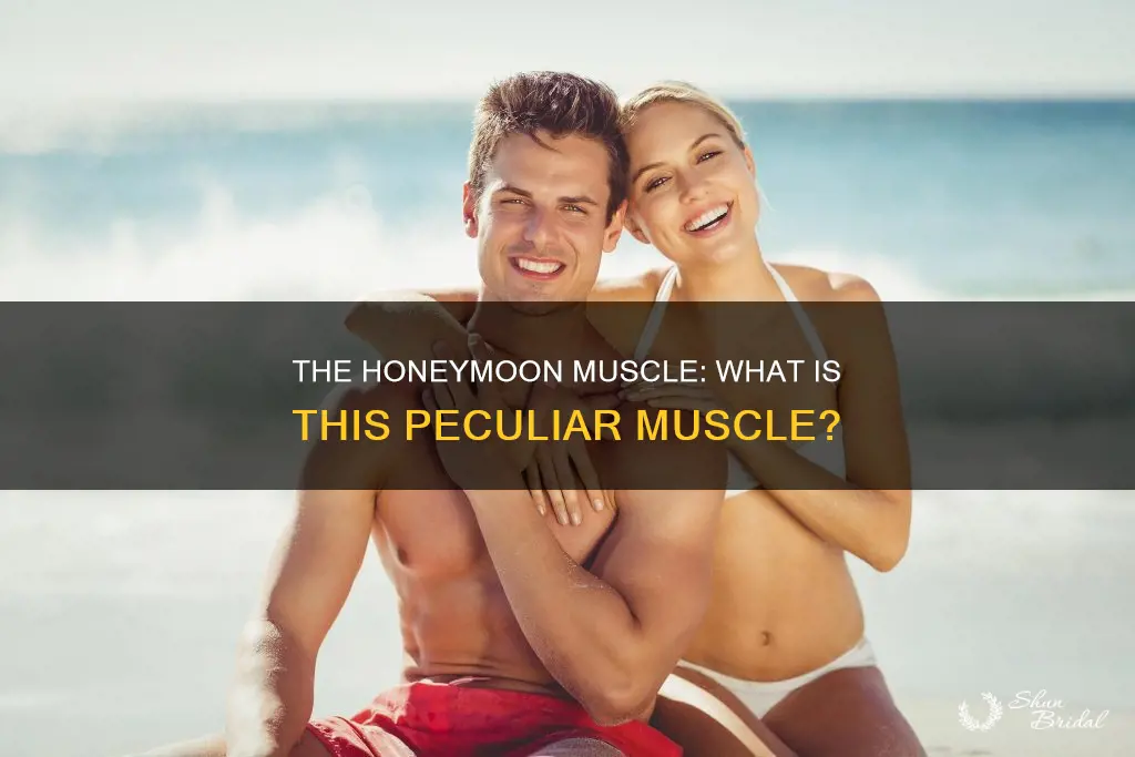 which muscle is known as honeymoon muscle