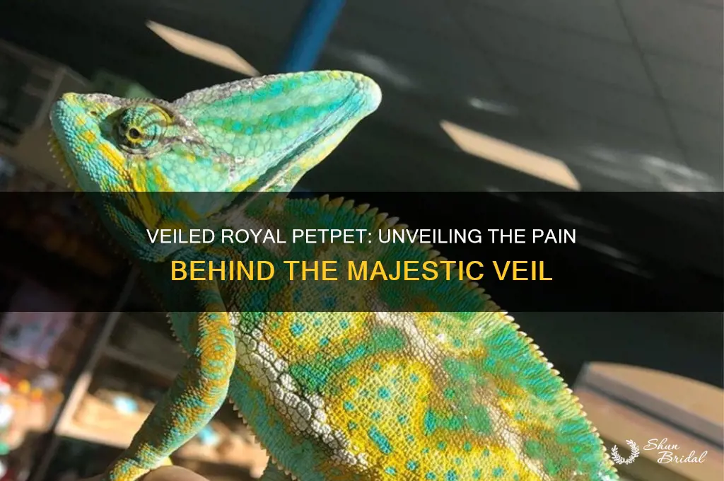 which petpet pained royal has a veil