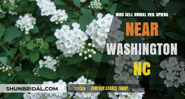 Where to Buy Bridal Veil Spirea Plants Near Washington, NC