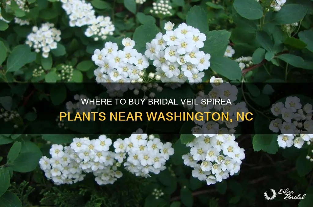 who sell bridal veil spiera near washington nc